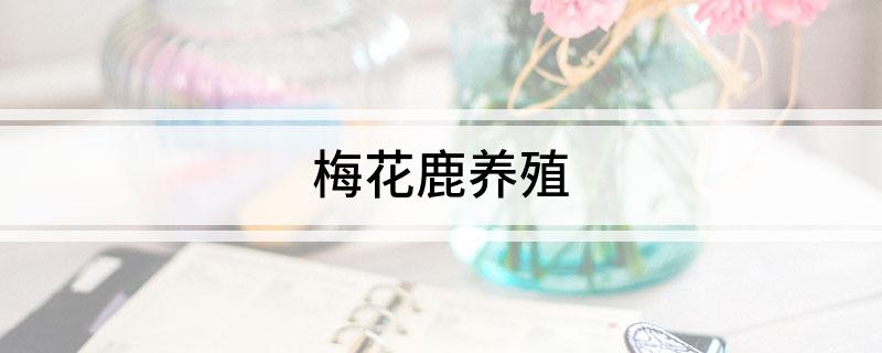 梅花鹿养殖