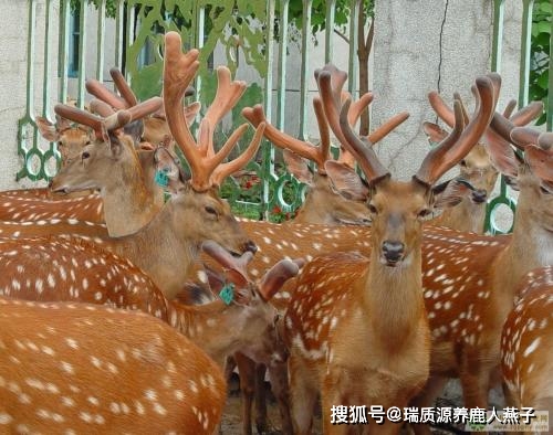 养殖梅花鹿真的赚钱吗_养殖梅花鹿前景_致富经梅花鹿养殖