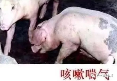 【视频】高密度养殖运用微生物技术轻松快速改善养殖场环境降低臭气氨气问题#除臭#养