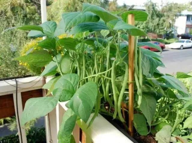 豆角的阳台种植技术_阳台种植豆角的行距和株距图片_阳台种植技术豆角视频