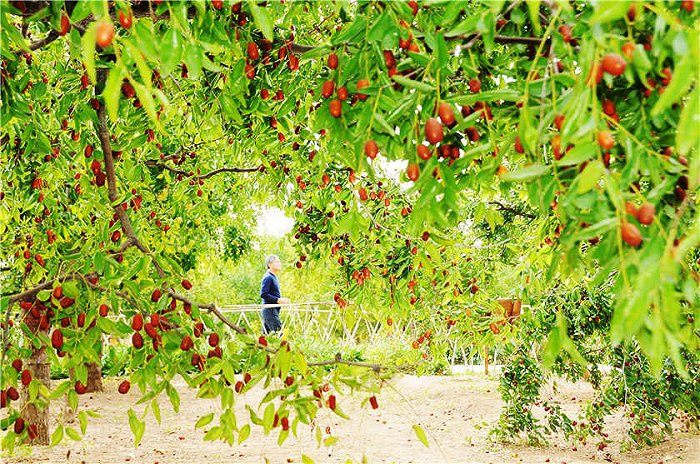 珠海种植什么农作物_珠海种植致富_珠海种田