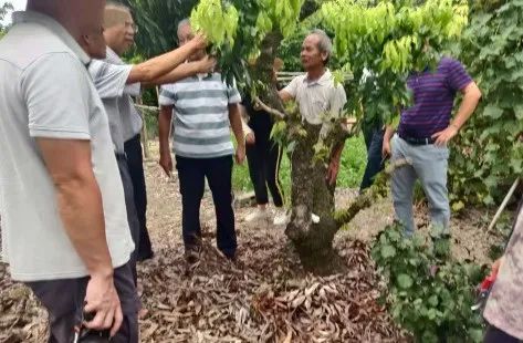 种荔枝树需要注意什么_种植荔枝需要什么条件_荔枝种植技术书籍