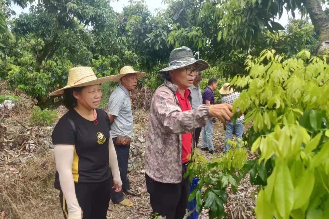 种荔枝树需要注意什么_荔枝种植技术书籍_种植荔枝需要什么条件