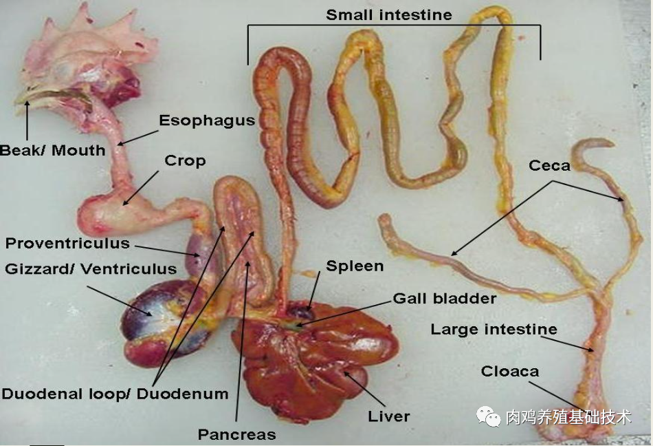 视频养殖鸡技术视频教程_鸡的养殖技术视频_视频养殖鸡技术大全