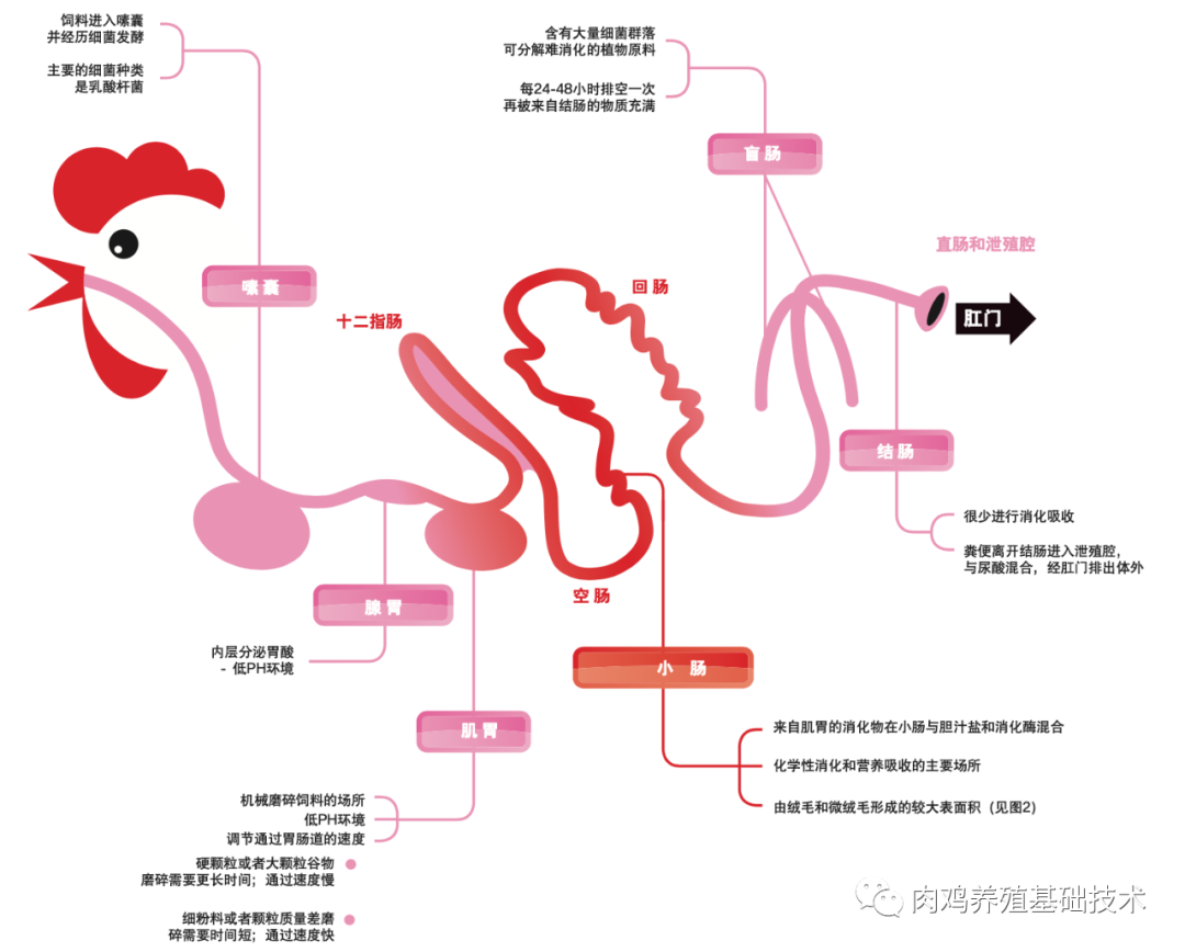 鸡的养殖技术视频_视频养殖鸡技术大全_视频养殖鸡技术视频教程