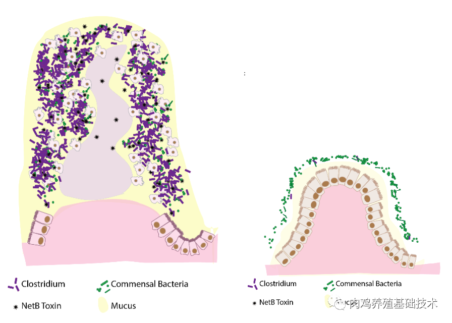 视频养殖鸡技术大全_鸡的养殖技术视频_视频养殖鸡技术视频教程