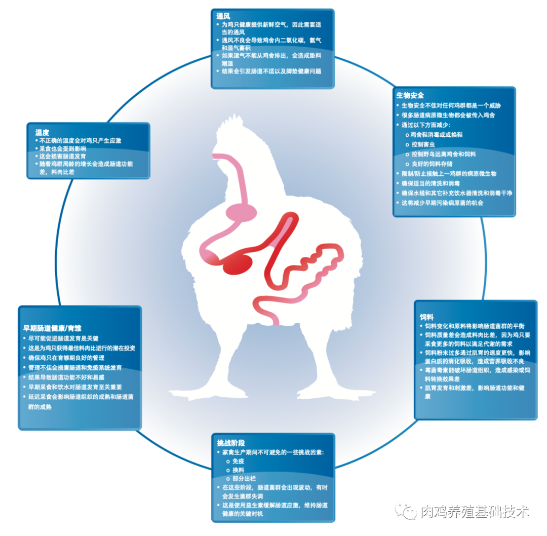 鸡的养殖技术视频_视频养殖鸡技术大全_视频养殖鸡技术视频教程