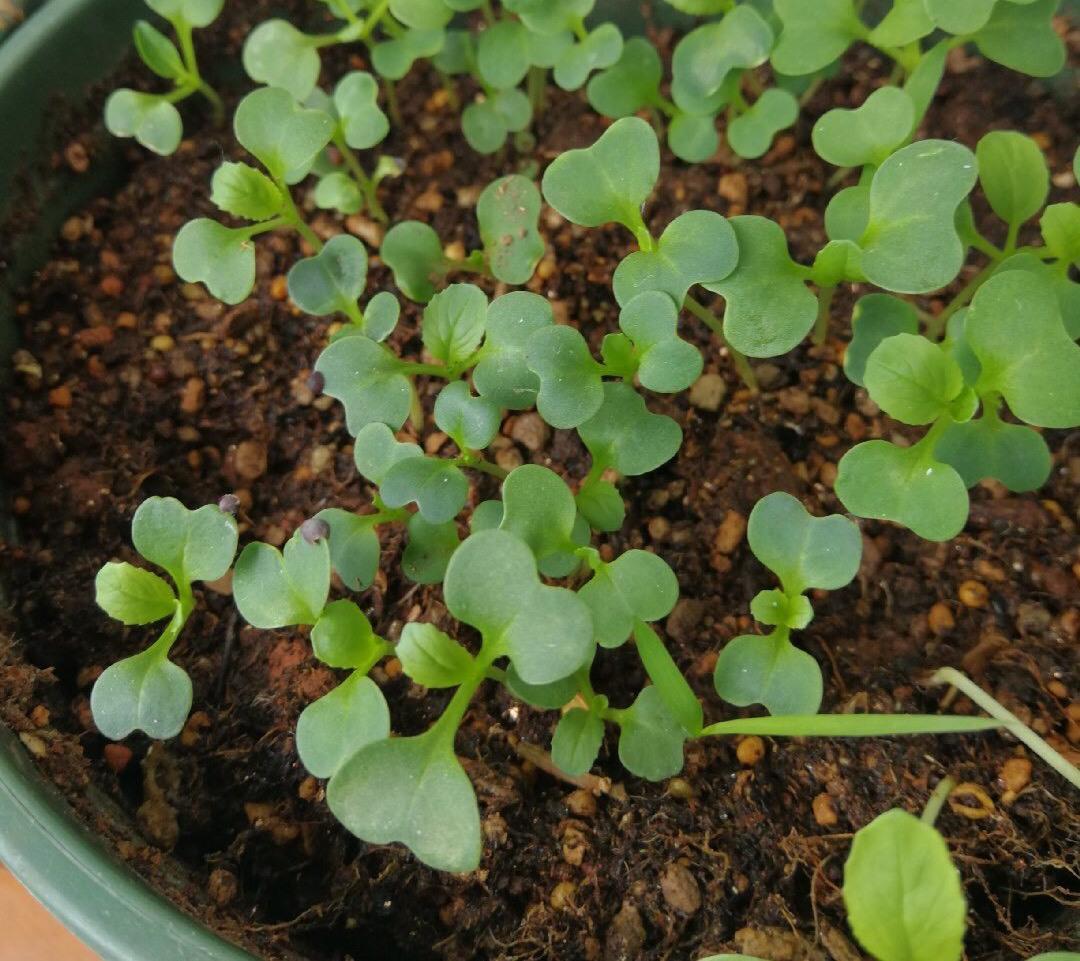 阳台种植技术豆角图片_阳台种植豆角的方法_豆角的阳台种植技术