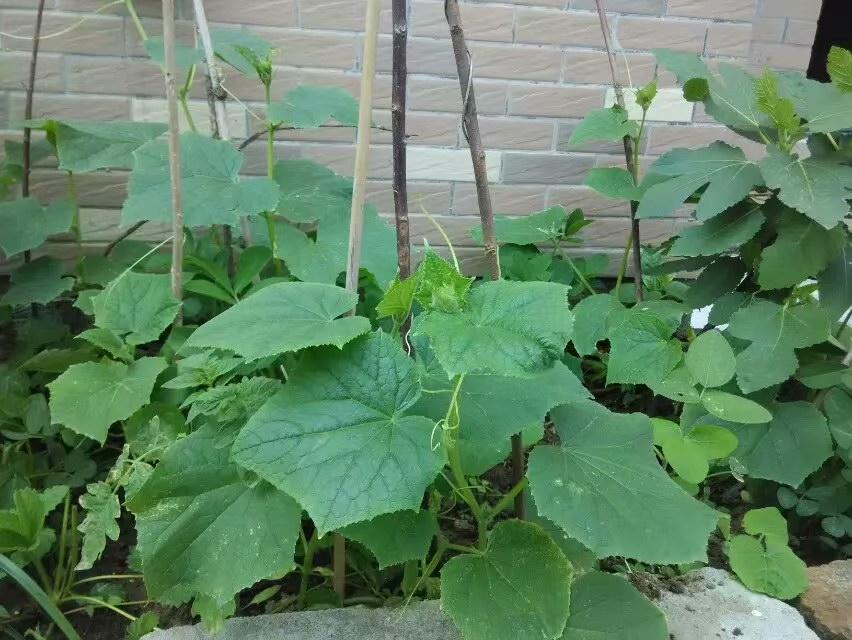 豆角的阳台种植技术_阳台种植豆角的方法_阳台种植技术豆角图片