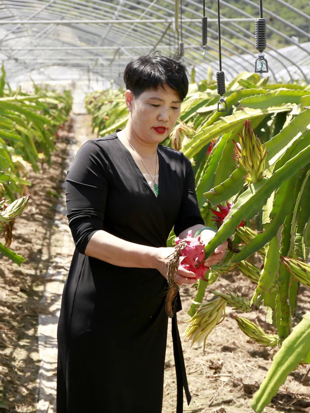 珠海种植致富_珠海种田_珠海哪里有种植蔬菜