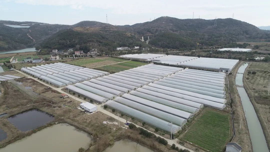 珠海种田_珠海哪里有种植蔬菜_珠海种植致富