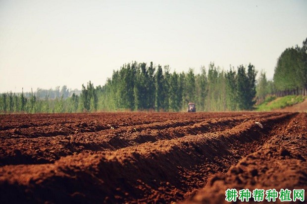 洋葱如何育苗定植？洋葱育苗定植方法