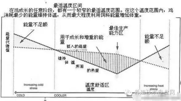 视频养殖鸡技术视频教程_鸡的养殖技术视频_视频养殖鸡技术大全