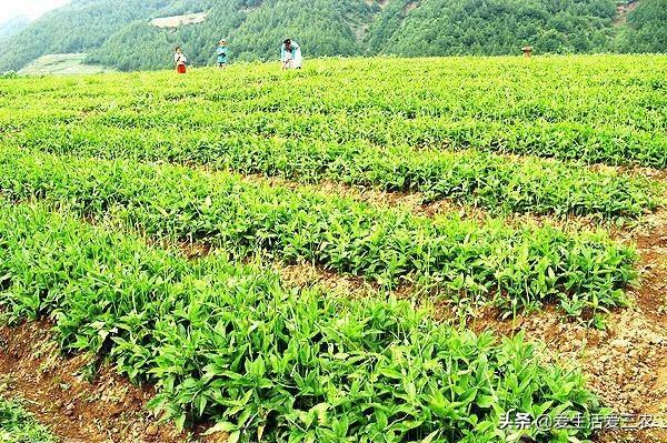 农村养殖药材致富_药材养殖什么赚钱_致富药材种植