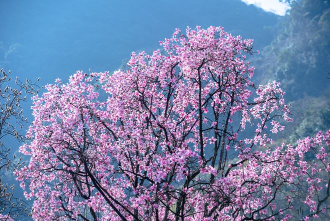 辛夷花种植方法盆栽_辛夷花价钱_种植辛夷花致富