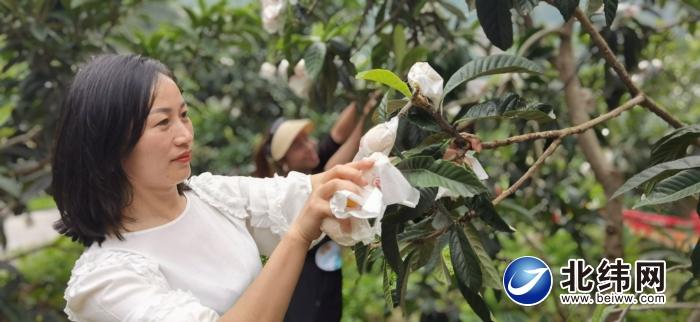 农村种植果树致富好项目_致富经果树种植_致富果树种植方法