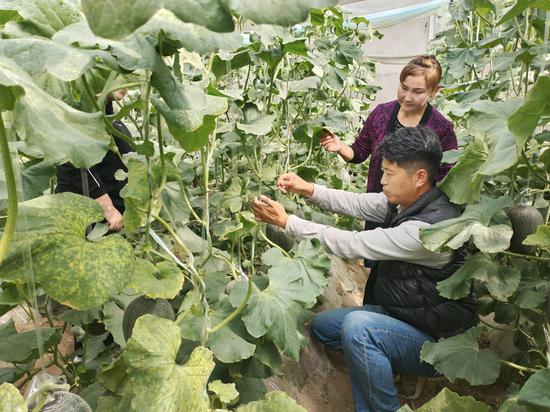 大棚种瓜技术视频_大棚种植致富瓜_大棚种植瓜果