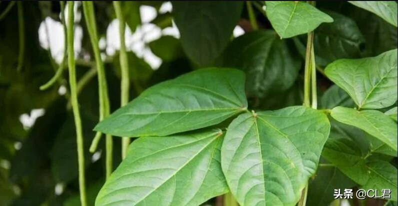 阳台种植豆角的行距和株距图片_阳台种植豆角的方法_豆角的阳台种植技术