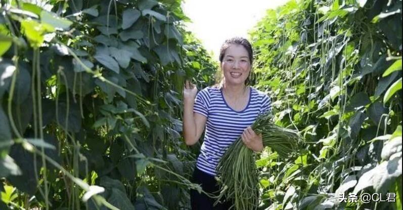 阳台种植豆角的行距和株距图片_豆角的阳台种植技术_阳台种植豆角的方法