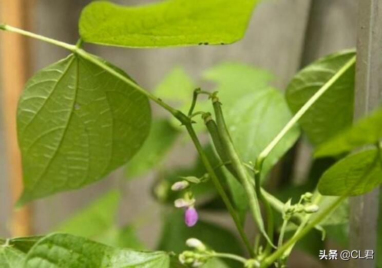 阳台种植豆角的行距和株距图片_豆角的阳台种植技术_阳台种植豆角的方法