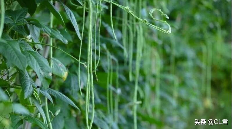 阳台种植豆角的方法_阳台种植豆角的行距和株距图片_豆角的阳台种植技术