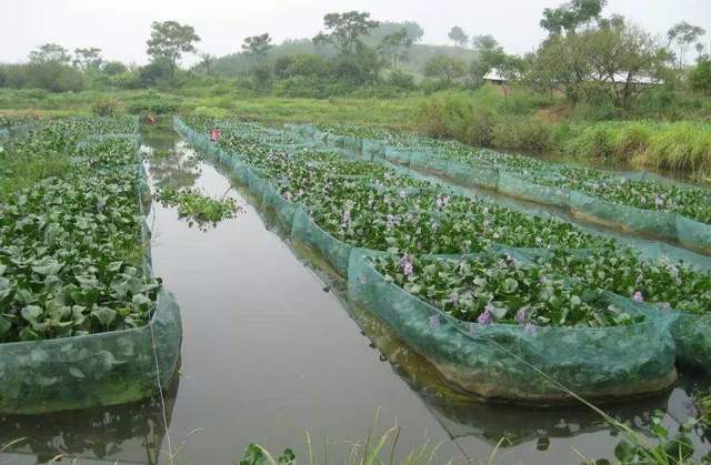 最新养殖黄鳝技术_养殖黄鳝的前景怎么样_养殖黄鳝最新技术要求