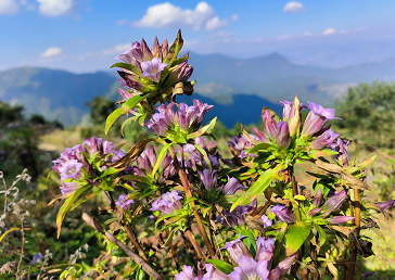 致富经魔芋种植技术_魔芋种植致富故事_致富经林下魔芋