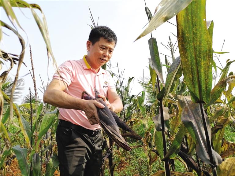 红色土地适合种植什么_致富种植红色土地图片_红色土地种植致富