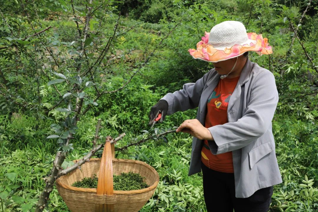 致富经林下魔芋_魔芋致富经_魔芋种植致富故事