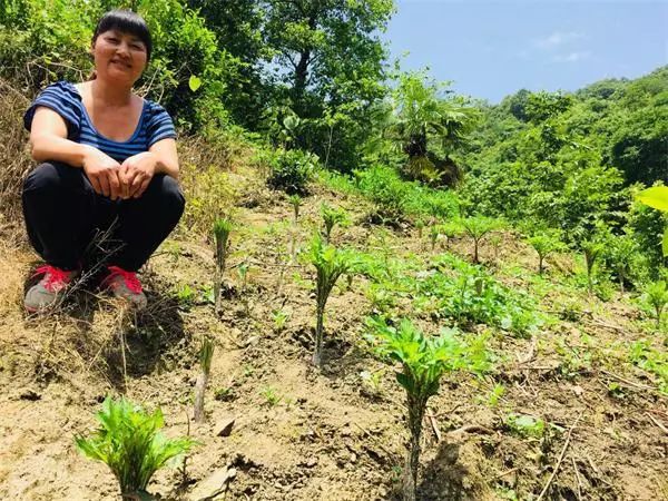 致富经魔芋种植技术_致富经林下种植魔芋视频_致富经林下魔芋