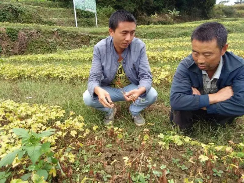 苗木种植助农户致富示范_农村致富项目种植业_农村苗木种植发展前景