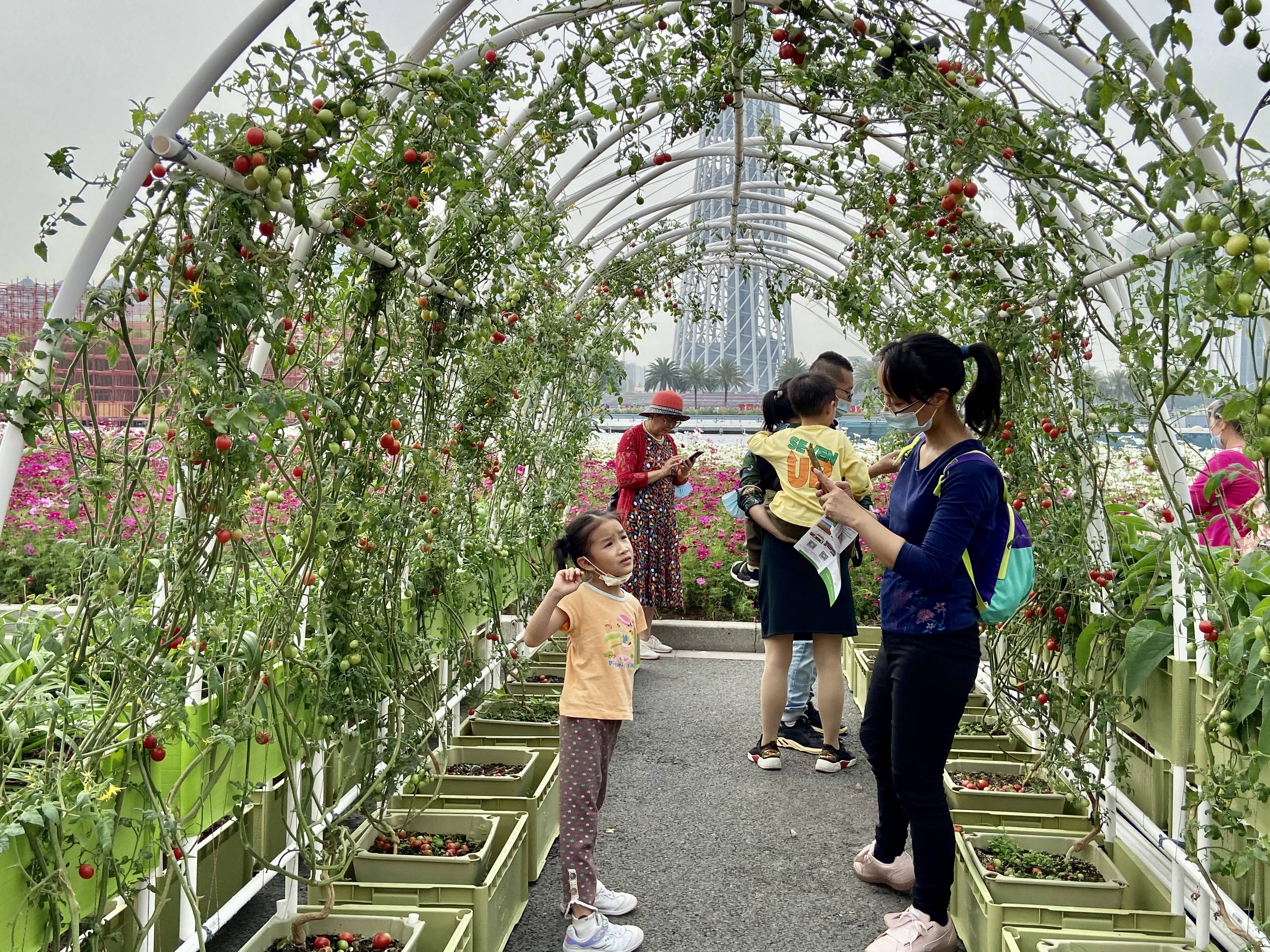 西红柿的高产种植视频_致富经西红柿种植技术_精品西红柿种植致富