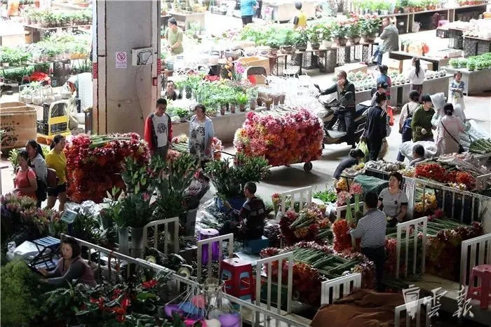 惠兰种植致富_蕙兰种植技术_种植惠兰视频