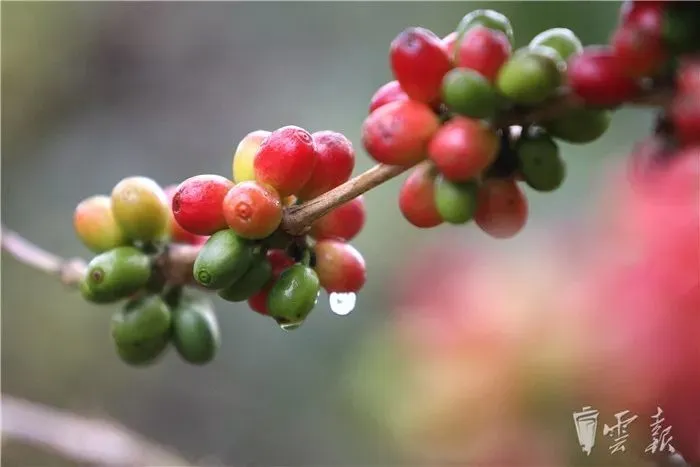 蕙兰种植技术_惠兰种植致富_种植惠兰视频