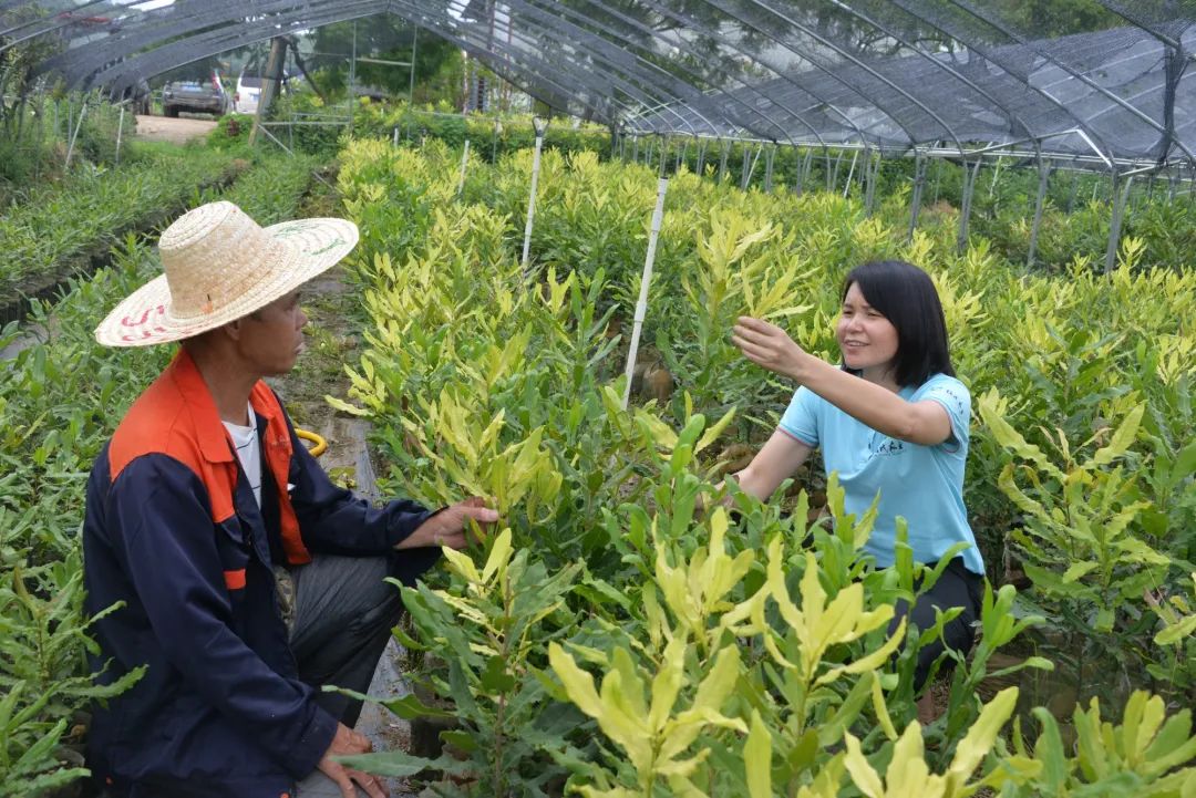 苗木种植助农户致富示范_农村种植致富案例_苗木种植有农业补贴吗