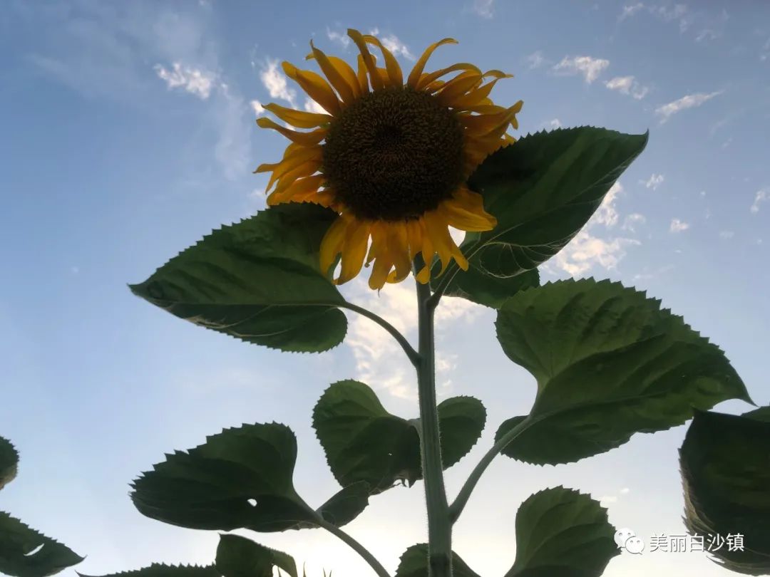 农村种植苗木补贴政策2020_农村致富项目种植业_苗木种植助农户致富示范