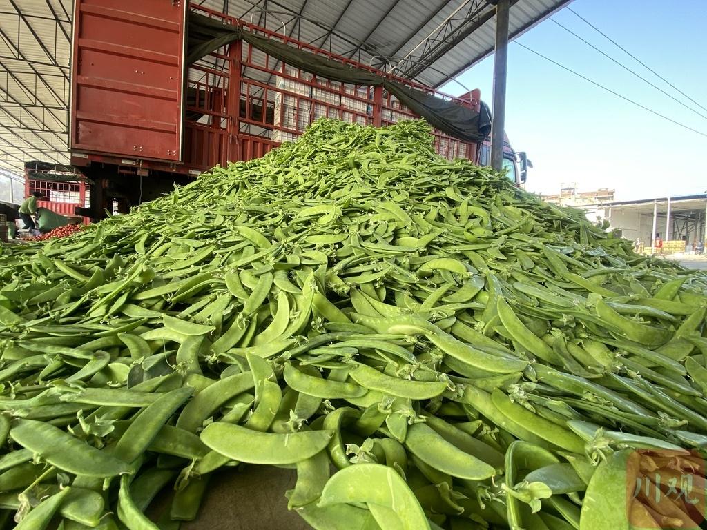 米易农户种植蔬菜致富_米易县蔬菜种植乡镇_米易县蔬菜种植基地