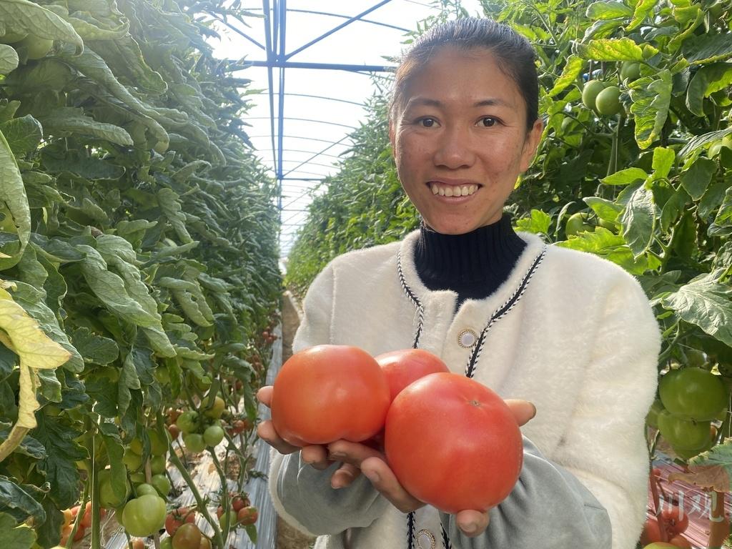 米易农户种植蔬菜致富_米易县蔬菜种植乡镇_米易县蔬菜种植基地