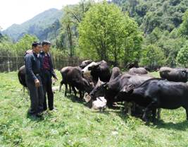 云岭牛养殖视频_致富经云岭牛_云岭牛养殖基地在哪里