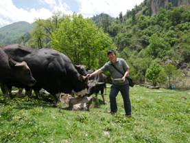 致富经云岭牛_云岭牛养殖视频_云岭牛养殖基地在哪里