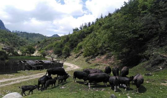 云岭牛养殖视频_云岭牛养殖基地在哪里_致富经云岭牛