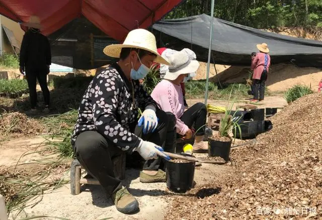 惠兰种植致富_惠兰栽种_蕙兰的种植