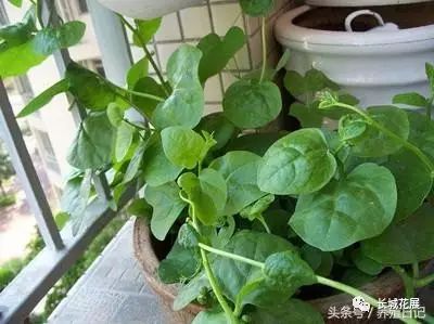 种植香葱赚钱吗_香葱致富经_致富经香葱种植视频