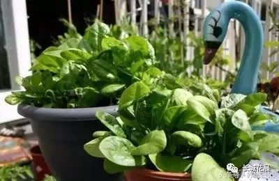 致富经香葱种植视频_种植香葱赚钱吗_香葱致富经