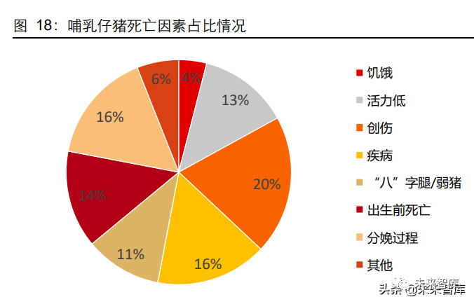 母猪养殖管理技术_养殖母猪管理技术规程_养殖母猪技术大全