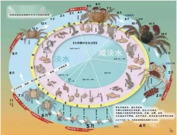 螃蟹致富养殖技术视频_螃蟹养殖户_螃蟹养殖致富经