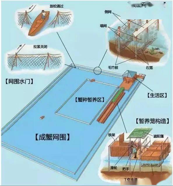 螃蟹养殖户_螃蟹养殖致富经_螃蟹致富养殖技术视频