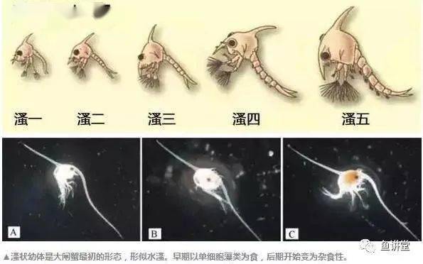 螃蟹养殖户_螃蟹致富养殖技术视频_螃蟹养殖致富经