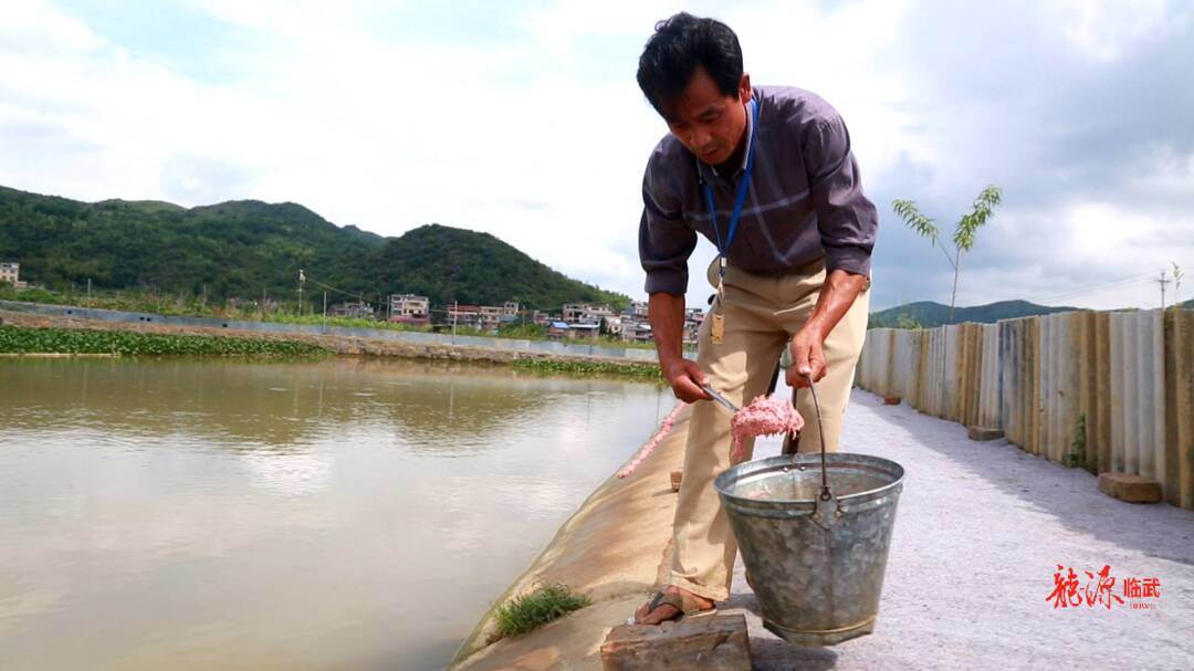 致富经养殖甲鱼视频_鳖养殖致富视频_视频致富养殖鳖鱼