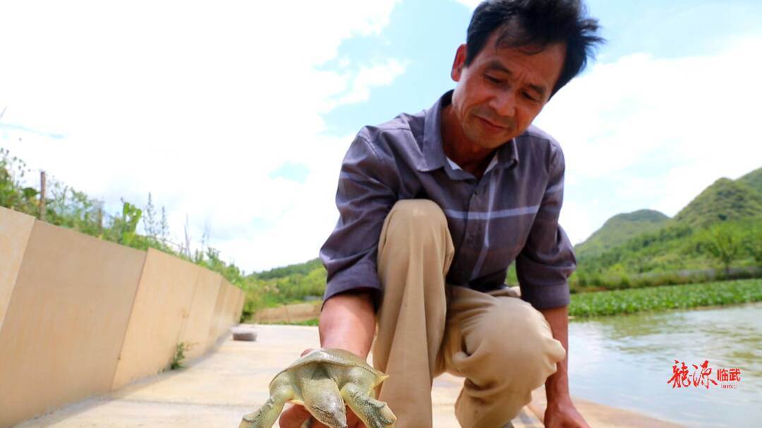 视频致富养殖鳖鱼_鳖养殖致富视频_致富经养殖甲鱼视频